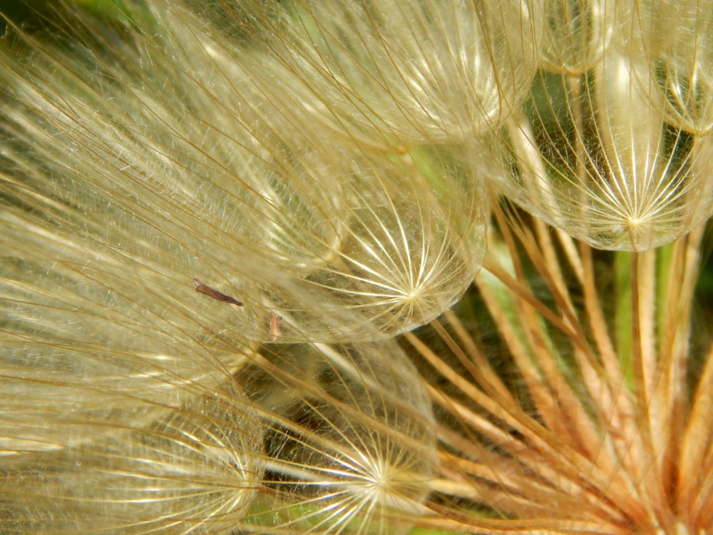 Pappus