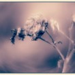 Experiment