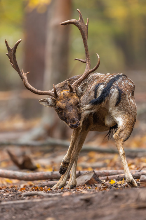 daniel škvrnitý, Fallow deer (Dama dama)