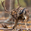 daniel škvrnitý, Fallow deer (Dama dama)