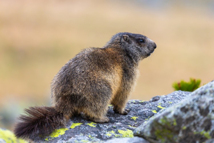 Svišť vrchovský, The alpine marmot (Marmota marmota)