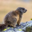 Svišť vrchovský, The alpine marmot (Marmota marmota)