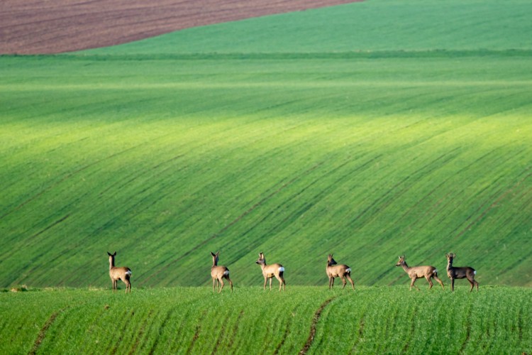 Srnčáci in Austria