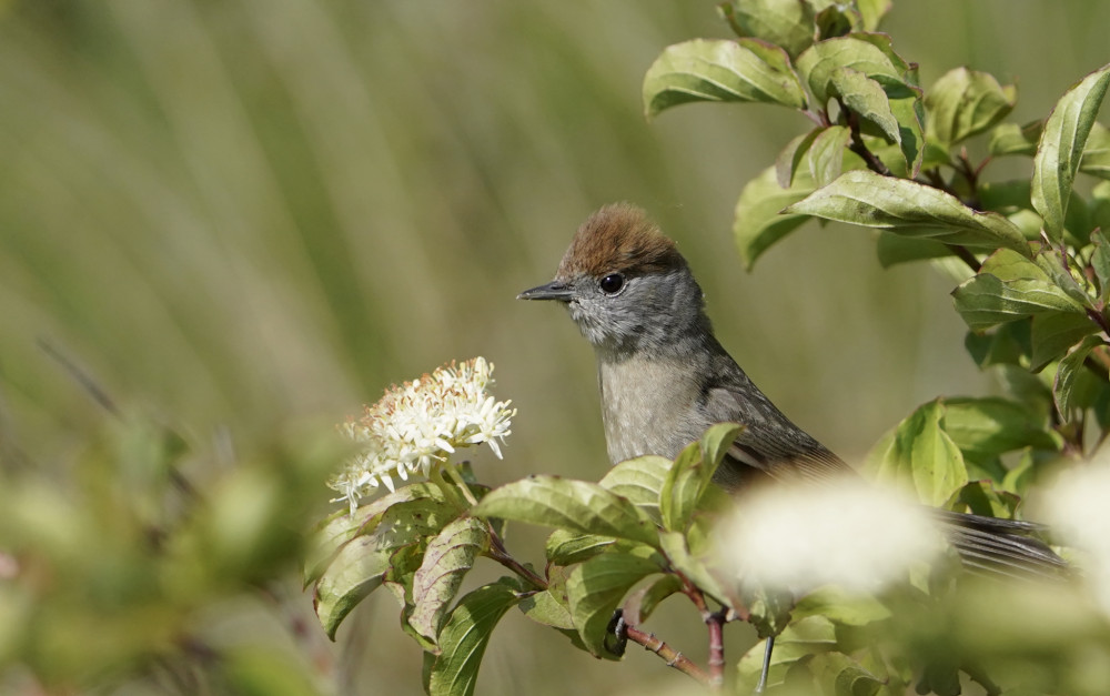 Penica čiernohlavá