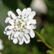 Biela