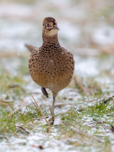 bažant poľovný (Phasianus colchicus)