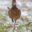 bažant poľovný (Phasianus colchicus)