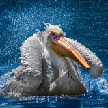 pelikán