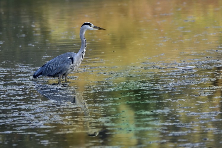 Ardea cinerea