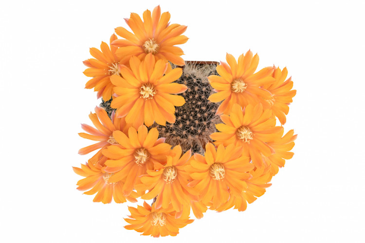 Rebutia flavistylla