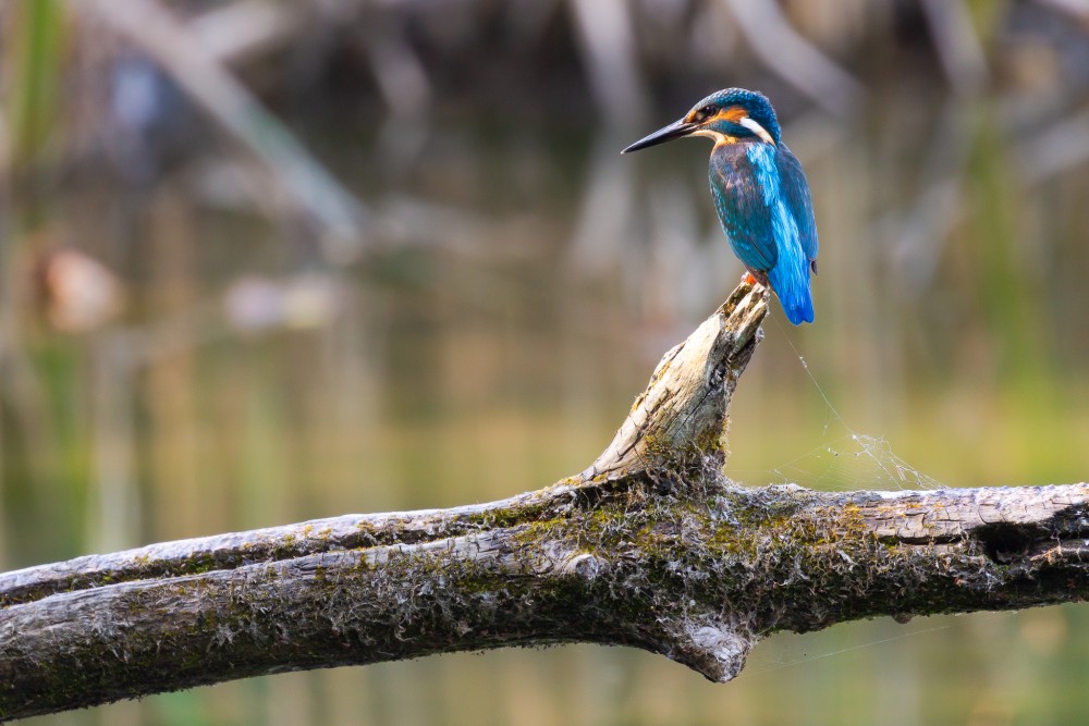 rybárik riečny (Alcedo atthis)