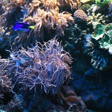 Morské akvárium
