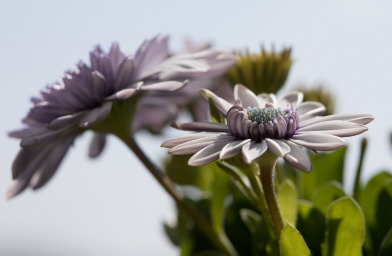 osteospermum