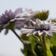 osteospermum