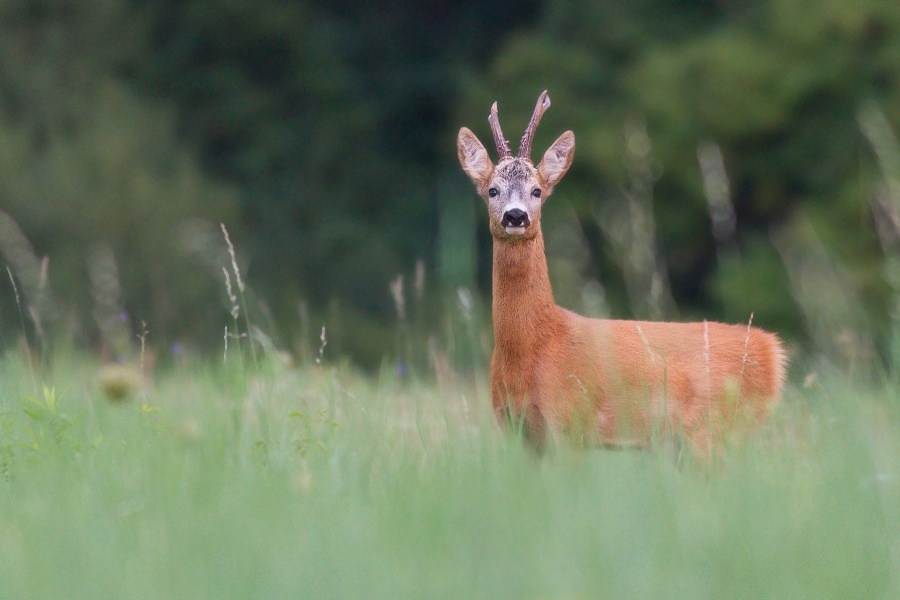 Capreolus capreolus