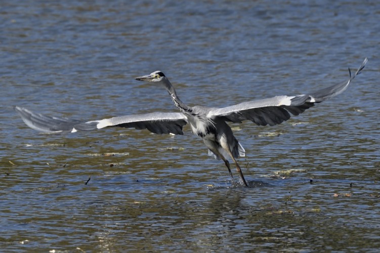 Ardea cinerea