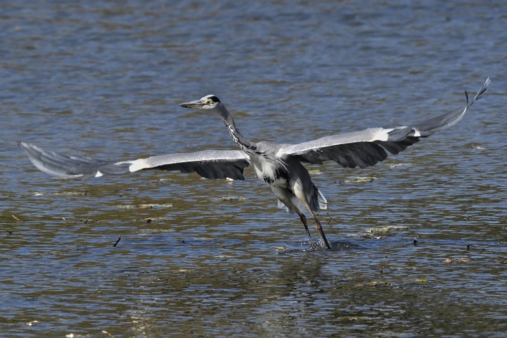 Ardea cinerea