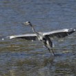 Ardea cinerea