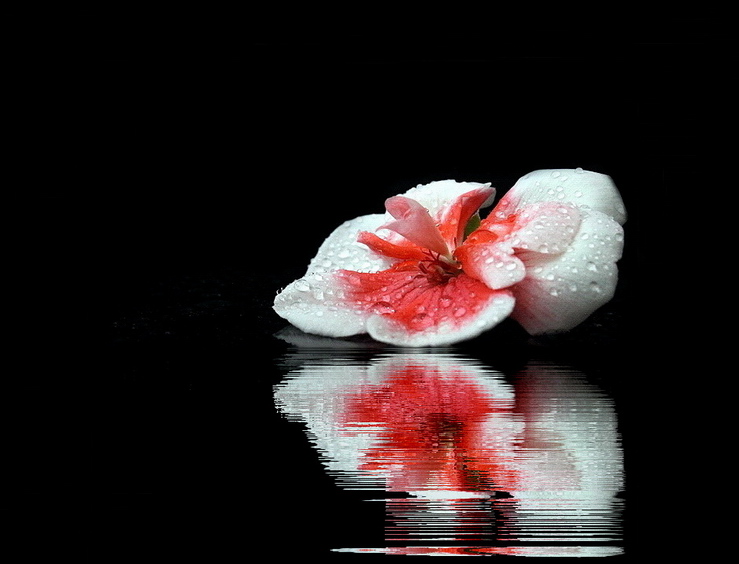 muškátový kvietok