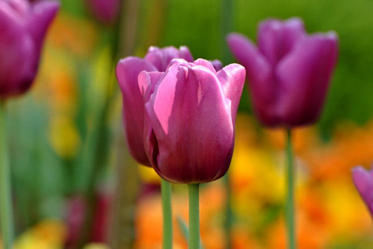 ..tulipány...