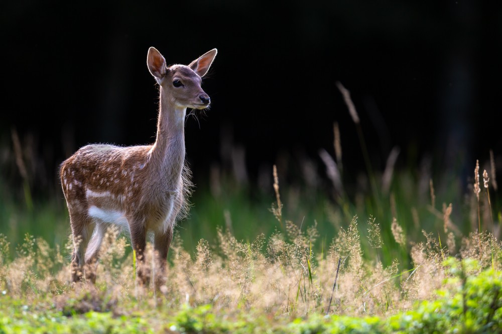 Daniel škvrnitý, Fallow deer (Dama dama)