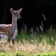 Daniel škvrnitý, Fallow deer (Dama dama)