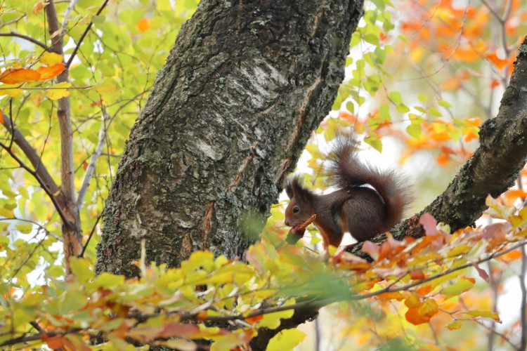 Veverica na starej breze v jesennom šate