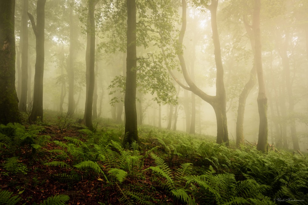 Mysterious forest