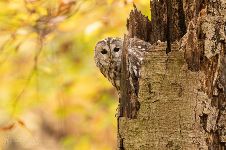 Strix aluco (sova obyčajná)