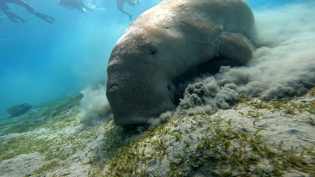 Dugong