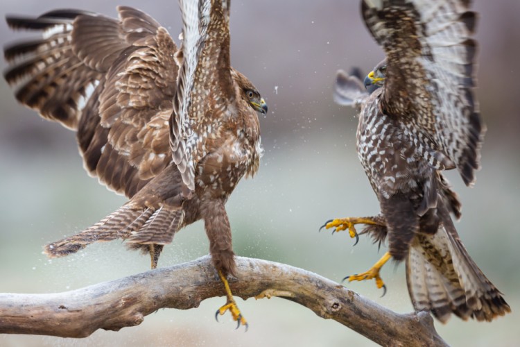 Myšiak hôrny, The common buzzard (Buteo buteo)