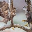 Myšiak hôrny, The common buzzard (Buteo buteo)