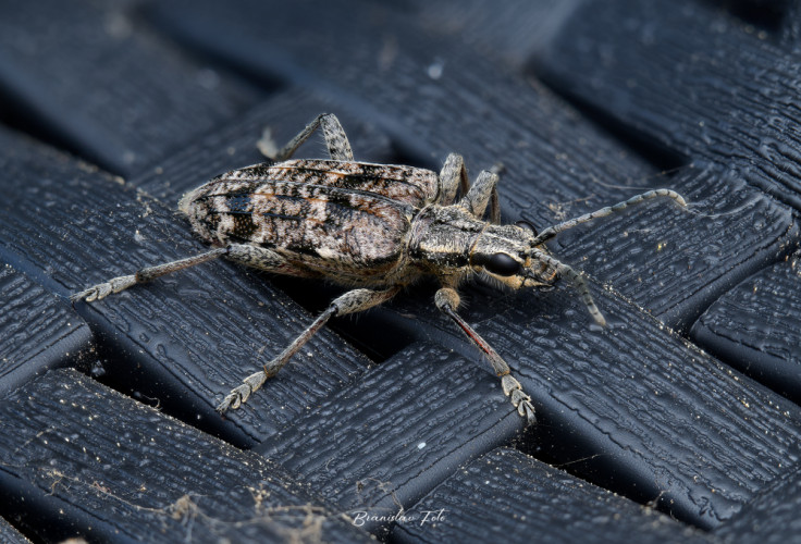 Insecta