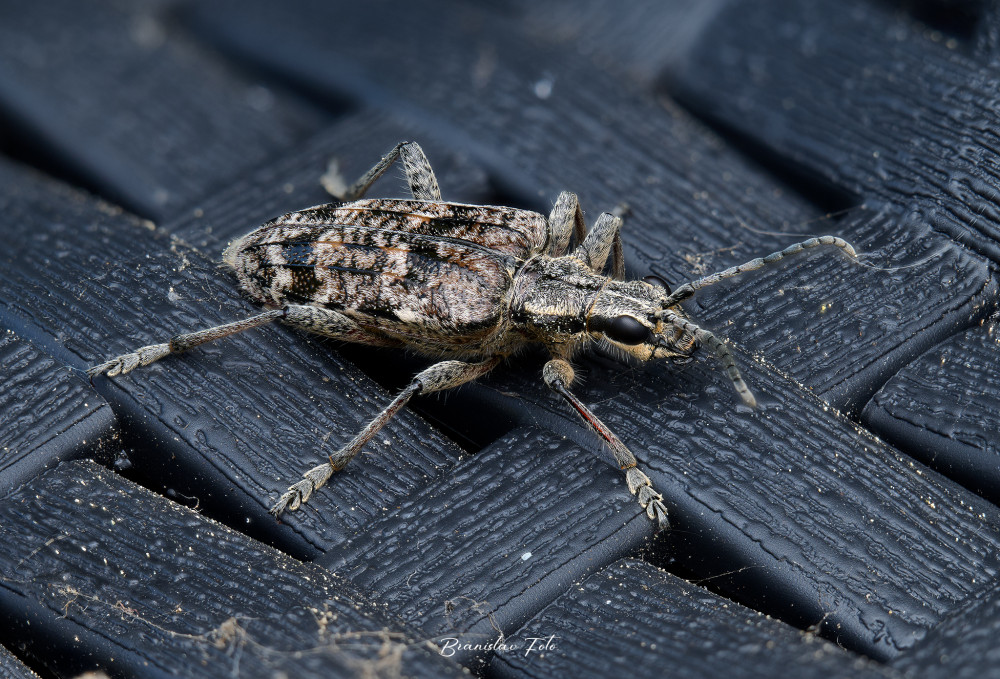 Insecta