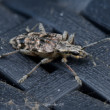 Insecta