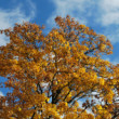 Leafhenge