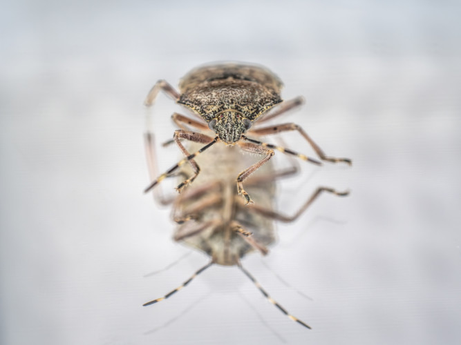 bzdocha (Heteroptera)
