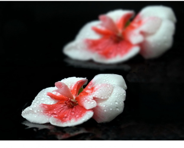 muškátový kvietok