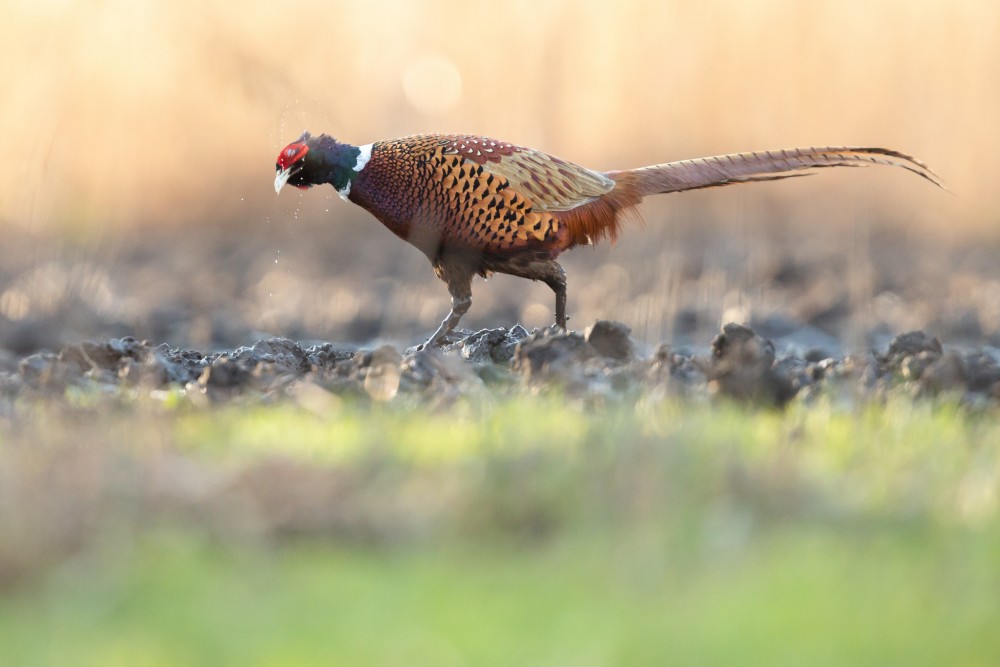 Bažant poľovný (Phasianus colchicus)