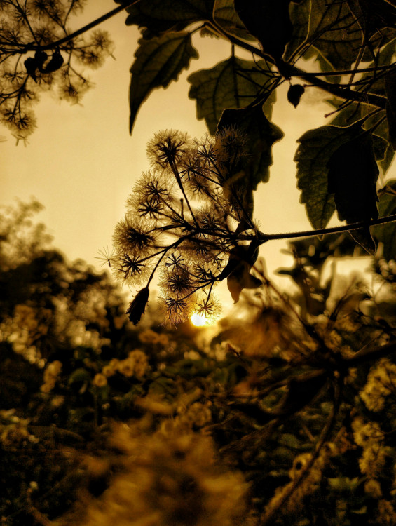 evening flora by oviul maruf