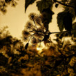 evening flora by oviul maruf