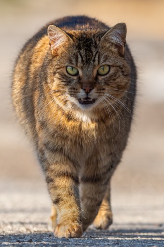 Mačka domáca (Felis catus)
