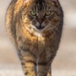Mačka domáca (Felis catus)