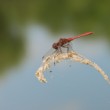 Vážka červená