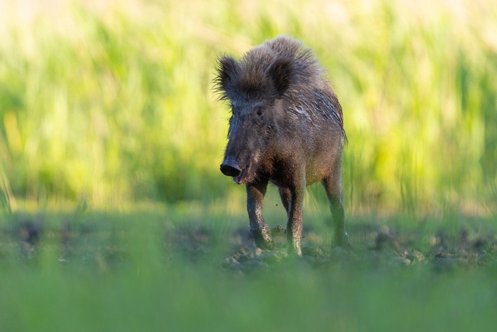 Diviak lesný, The wild boar (Sus scrofa)