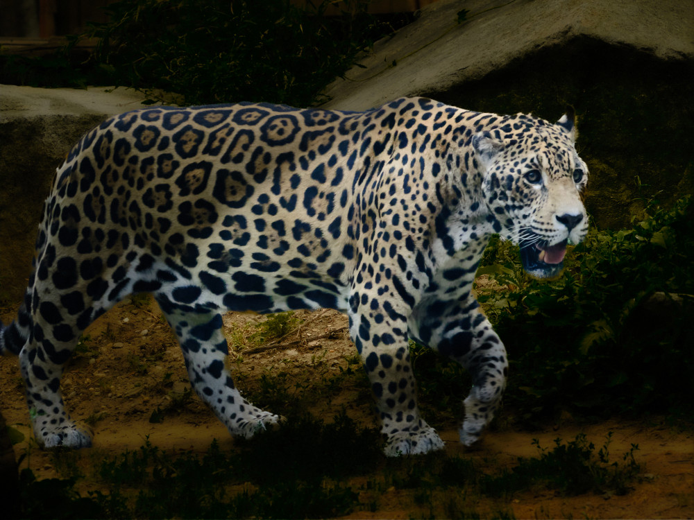 Jaguár americký