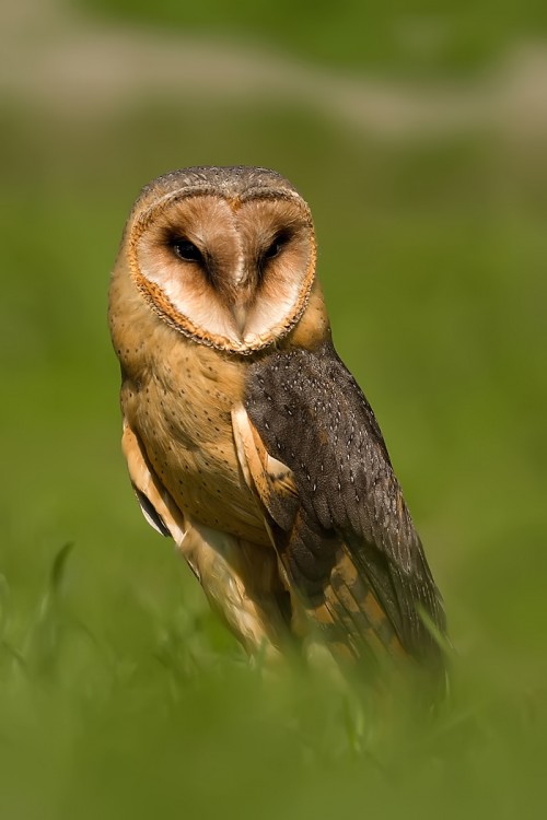 Sova pálená (Tyto alba)