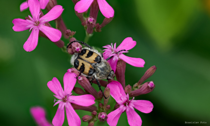 Trichius fasciatus