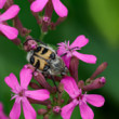 Trichius fasciatus