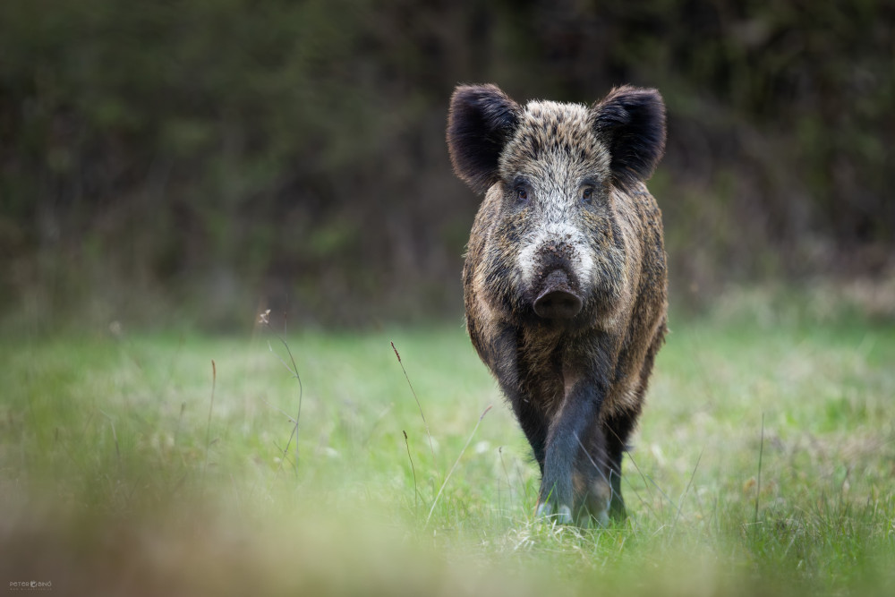 • Ladným krokom •